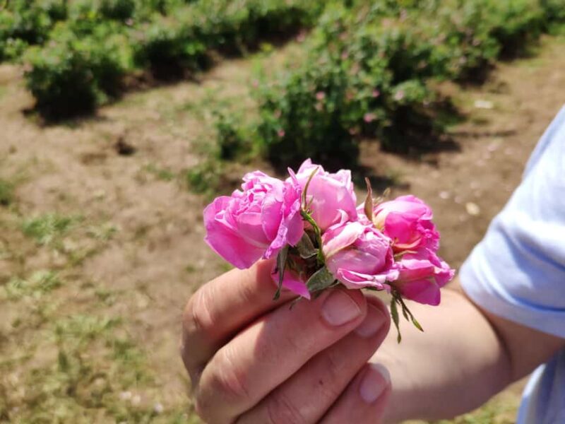 Kazanlak: Rose Festival 2026 VIP Access - Introduction to the Kazanlak Rose Festival VIP Tour