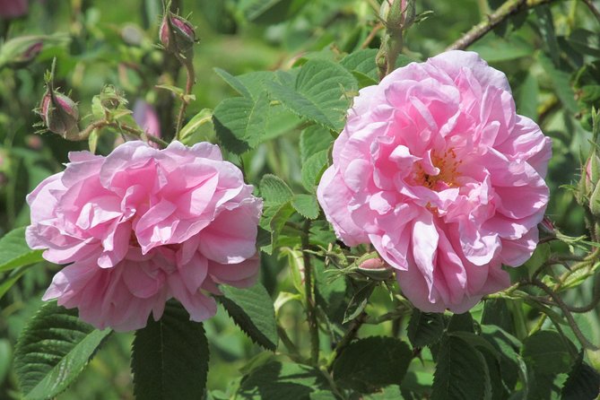 Kazanlak-Rose Valley-Valley of the Thracian Kings - private tour from Plovdiv - Explore Bulgaria’s Treasures on a Private Day Trip from Plovdiv