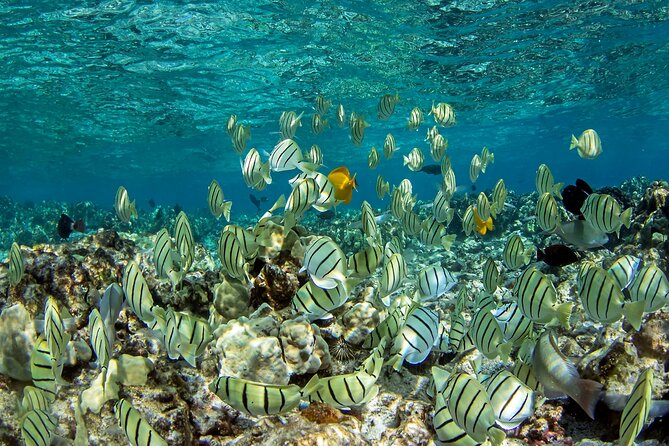 Kealakekua Bay Captain Cook Snorkeling - Explore Kealakekua Bay on a Personalized Snorkeling Tour for $95
