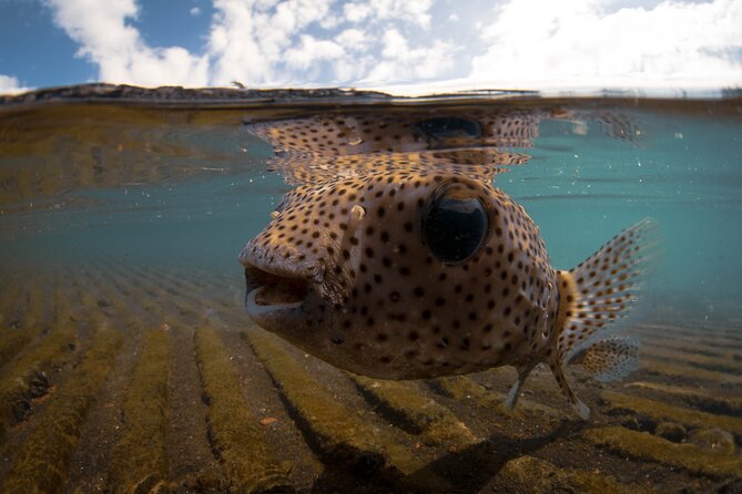 Kealakekua Bay Captain Cook Snorkeling - Key Points