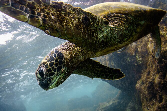 Kealakekua Bay Captain Cook Snorkeling - Scenic Journey Along the Kona Coast