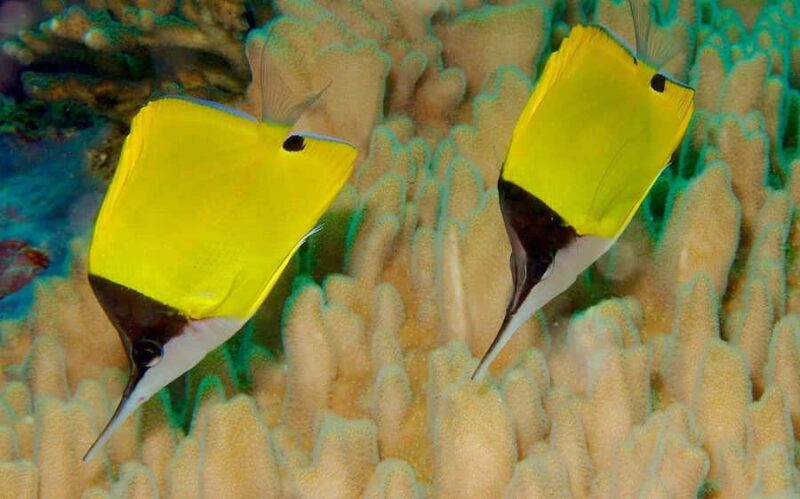 Kealakekua hike and snorkel with Native Hawaiian - Kealakekua Hike and Snorkel: Authentic Hawaiian Experience