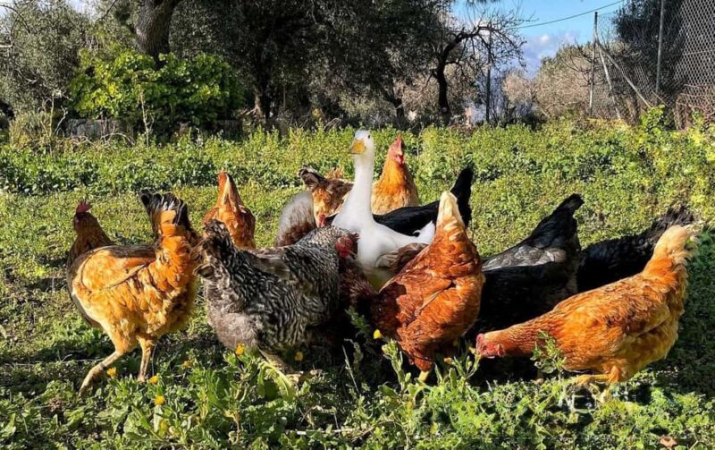 Kefalonia: Farm-to-Table Experience with Tastings - Tasting Homemade Treats and Local Specialties