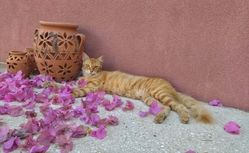 Kefalonia: Farm-to-Table Experience with Tastings - Discovering Handmade Products in the Farm Shop