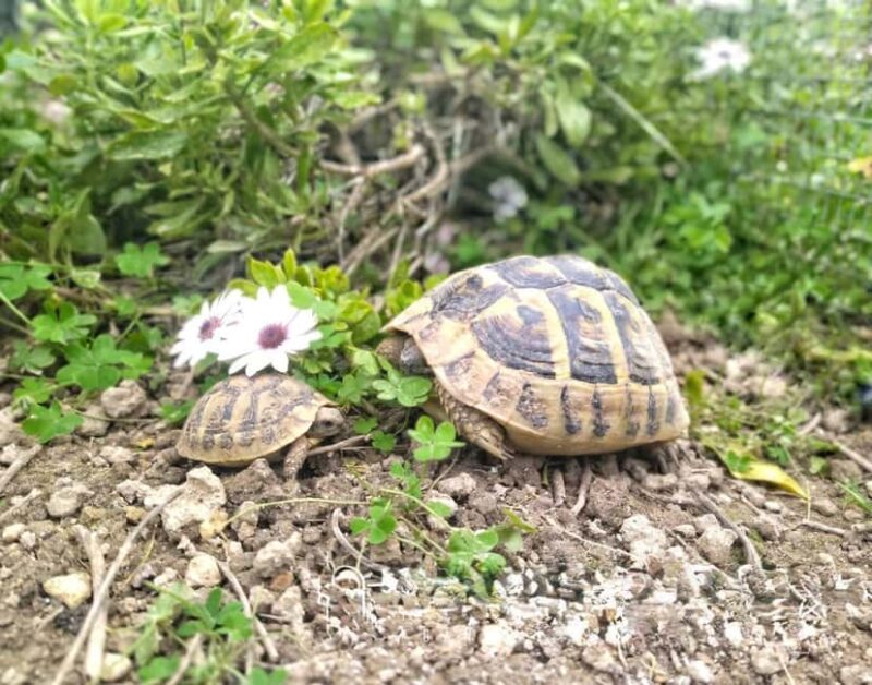 Kefalonia: Farm-to-Table Experience with Tastings - Practical Details and Tour Logistics