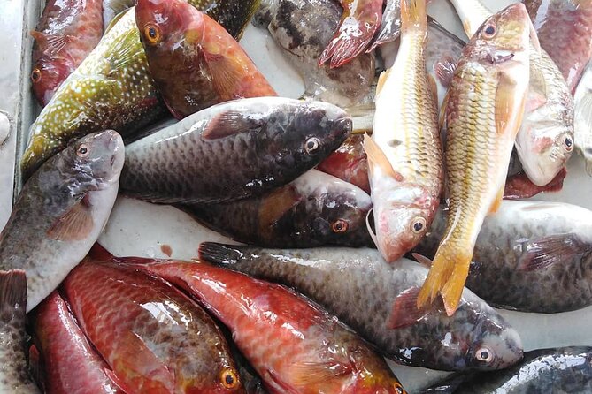 Kefalonia Fishing Tour: Tradition, Flavors & Turquoise Seas - Encountering Loggerhead Sea Turtles Near Fish Farm Cages