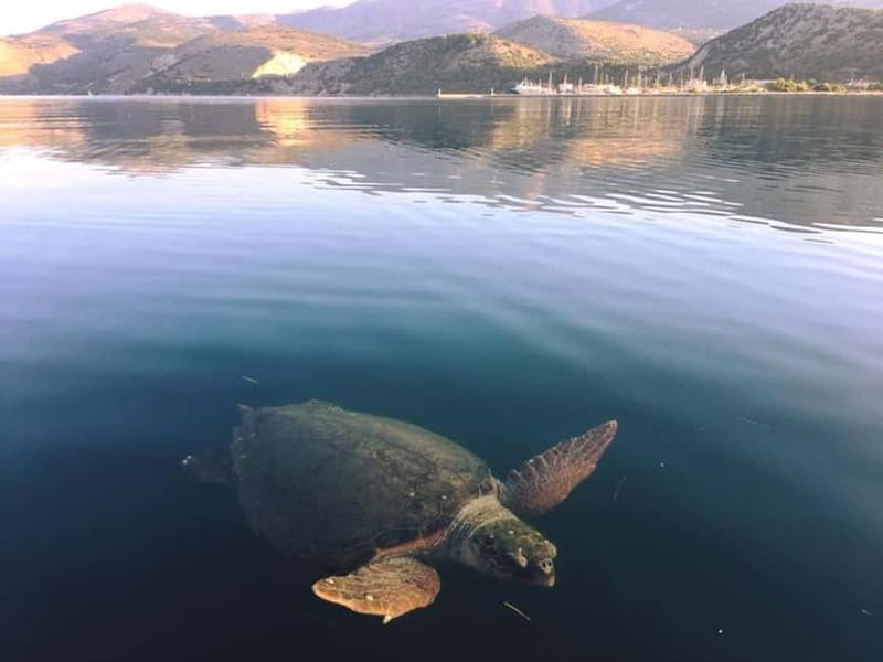 Kefalonia Nature & Beach Tour Turtles, Caves & Hidden Gems - Practical Details and Considerations