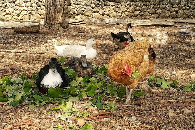 Kefalonia: Private Olive Oil, Honey & Wine Tasting Experience - Logistics and Accessibility