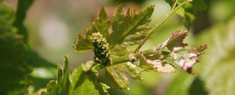 Kefalonia: Sclavos Estate Wine Tasting and Vineyard Tour - Key Points