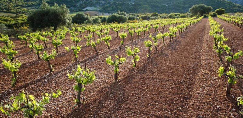 Kefalonia: Sclavos Estate Wine Tasting and Vineyard Tour - Visiting the Vineyards and Estate Grounds