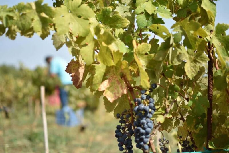 Kefalonia: Sclavos Estate Wine Tasting and Vineyard Tour - A Focus on Indigenous Grape Varieties