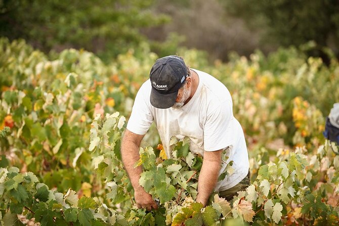 Kefalonia Wine Adventure in 3 Wineries With Tastings - Expert Guides and Knowledge Sharing
