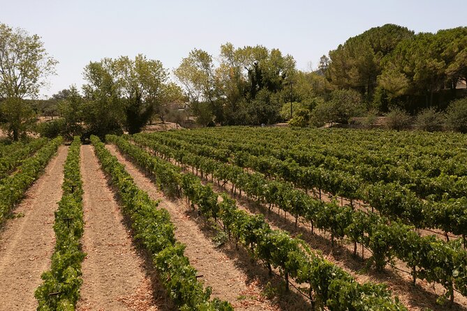 Kefalonia Wine Adventure in 3 Wineries With Tastings - Logistics and Convenience of the Tour