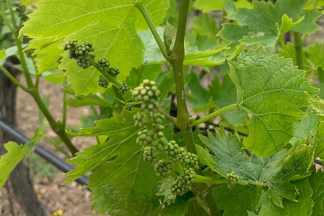 Kefalonia Wine Tour on E-Bikes - Kefalonia Wine Tour on E-Bikes: An Active Wine Adventure