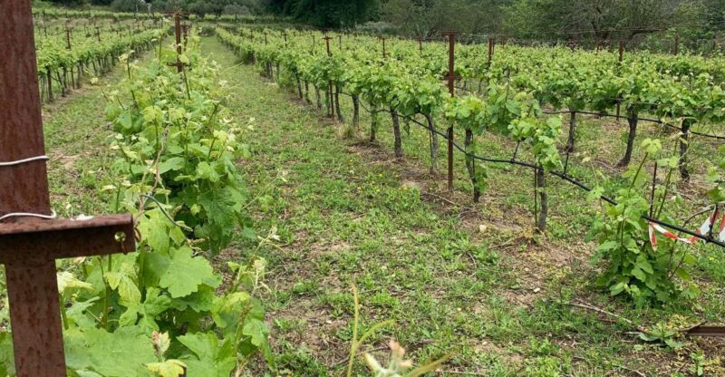 Kefalonia Wine Tour on E-Bikes - Visiting the Vineyard in Paliki Peninsula