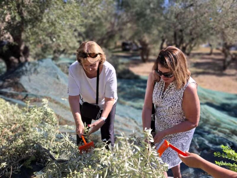 Kefalonia:Private Olive Oil, Honey & Wine Tasting Experience - Comparing to Other Kefalonia Food Tours