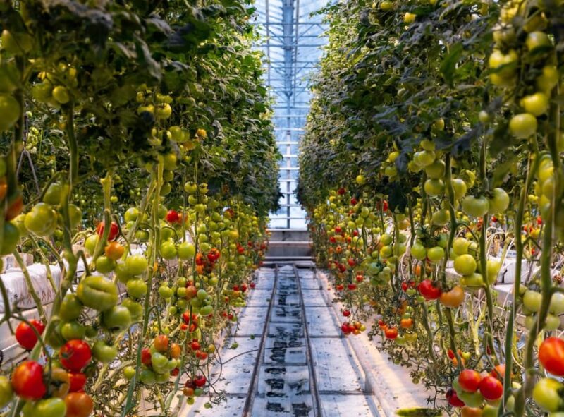 Keflavik: Golden Circle Private Tour with Airport Pickup - Fridheimar Tomato Farm and Lunch Experience