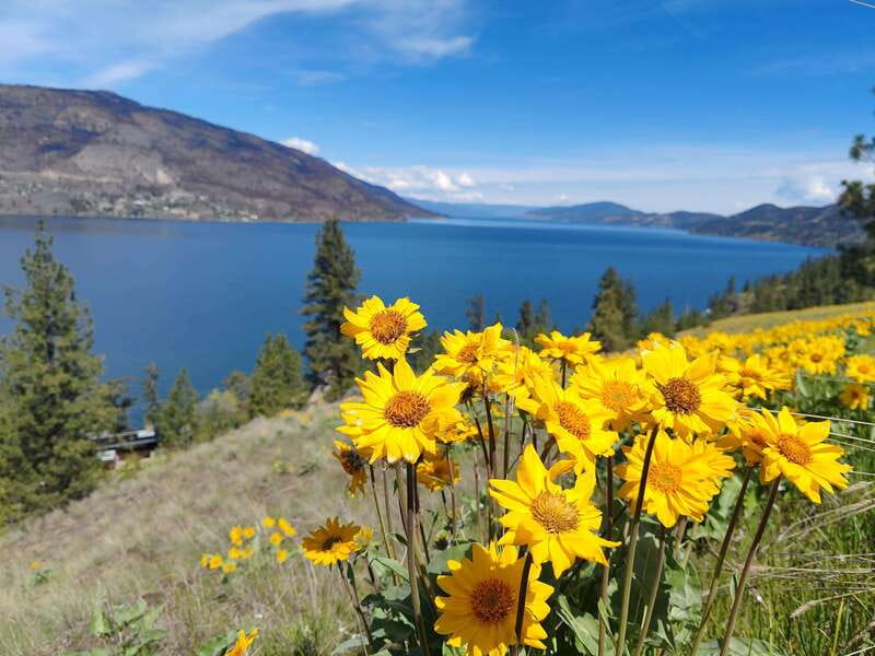Kelowna: E-Bike Bee Tour w/ Tastings, Lunch, and Audioguide - Meet the Meadow Vista Bees and Learn Their Secrets