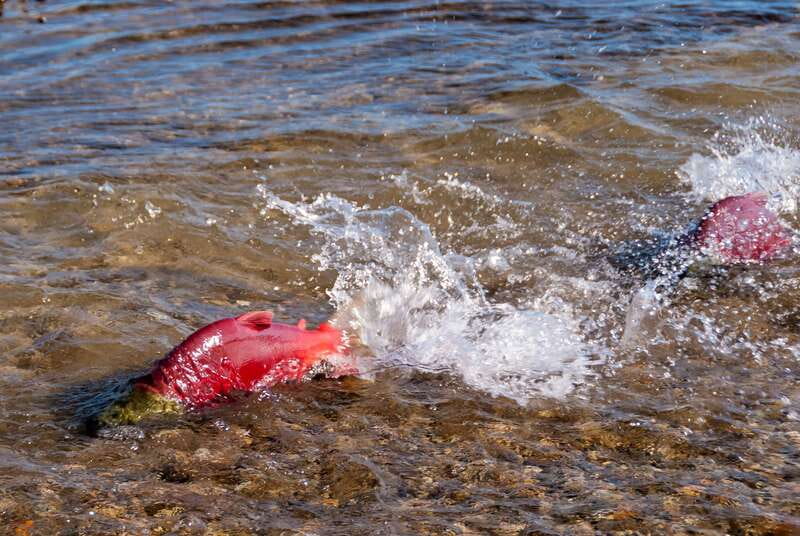 Kelowna: Mission Creek Salmon Run Audio Tour by E-Bike - Learning About Kokanee Salmon Through the Audio Guide