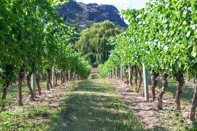 Kelowna or West Kelowna Afternoon Sightseeing Wine Tour - The Kelowna Route: Summerhill and The Vibrant Vine