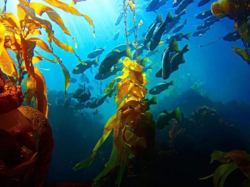 Kelp Forest Spearfishing Adventure - Key Points