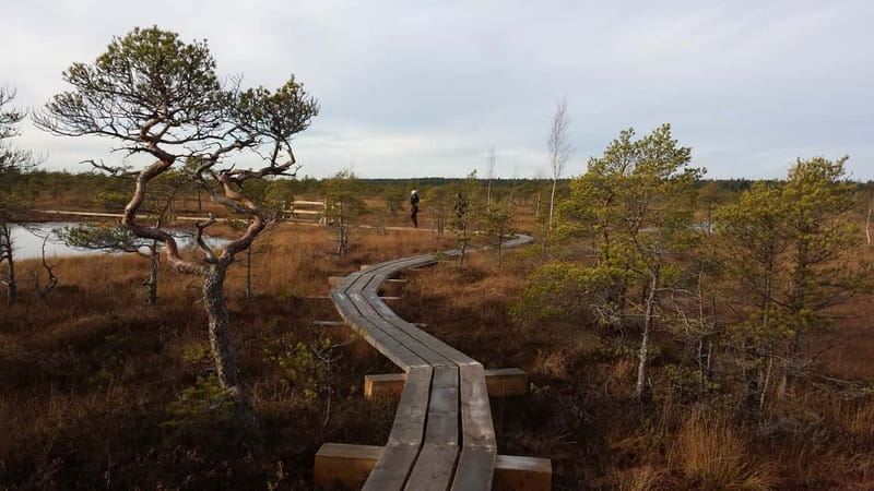 Kemeri National Park & Baltic Seaside Tour Bog Boardwalk - The Guide and Day Pacing
