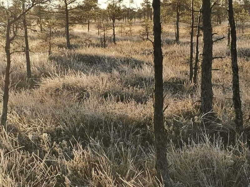 Kemeri National Park Bog Trail near Riga - Final Thoughts on the Kemeri Bog Trail Tour