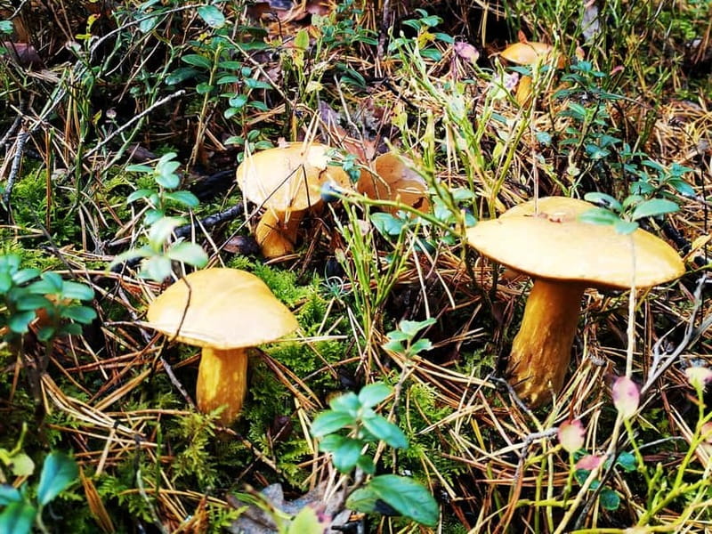 Kemeri National Park Bog Trail near Riga - Frequently Asked Questions