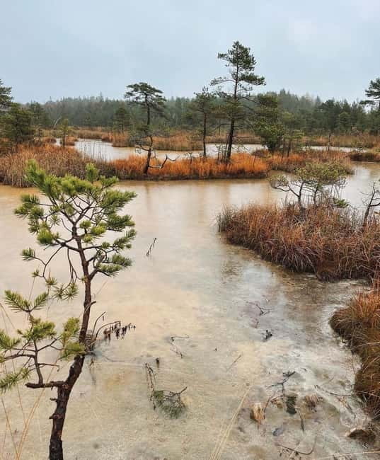 Kemeri National Park Guided Tour - The Pickup and Transportation Service in Riga