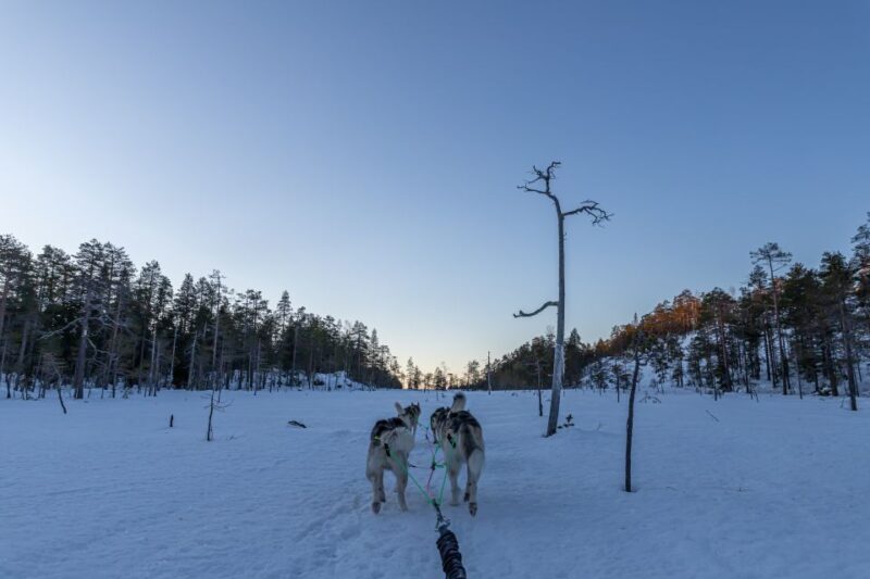 Kemi: Sled Dog Husky Safari Including Hot Drink - What the 2-Hour Sled Dog Safari Includes