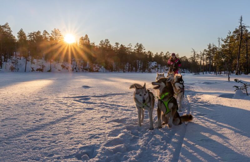 Kemi: Sled Dog Husky Safari Including Hot Drink - Meeting and Interacting with the Huskies