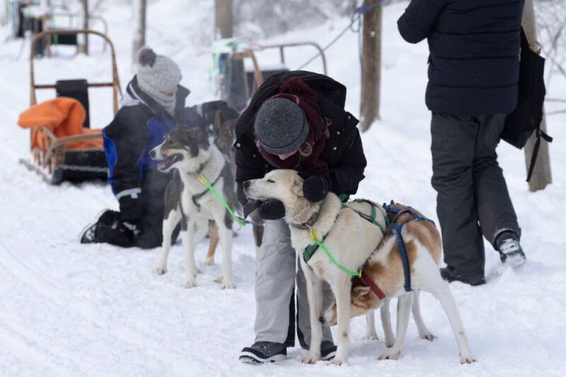 Kemi-Tornio: Husky Sled Ride with Hot Drink - Key Points