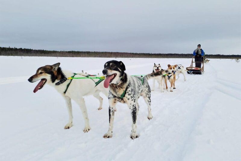 Kemi-Tornio: Husky Sled Ride with Hot Drink - The Unique Charm of Kemi’s Husky Sled Tour