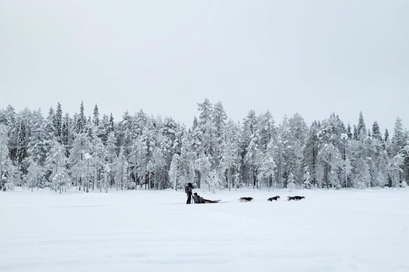 Kemi-Tornio: Husky Sled Ride with Hot Drink - The 5 km Self-Driving Sled Ride: What to Expect