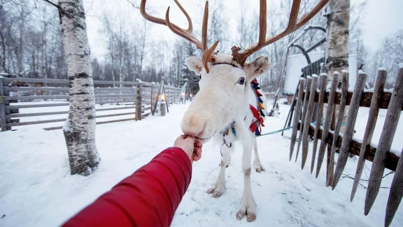 Kemi-Tornio: Reindeer farm experience - Key Points