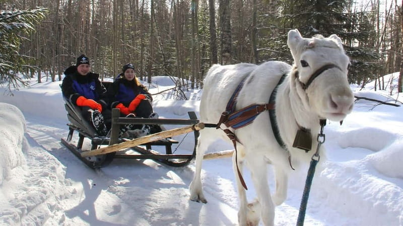 Kemi-Tornio: Reindeer farm experience - Starting Point and Duration of the Reindeer Farm Tour