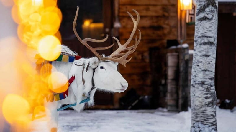 Kemi-Tornio: Reindeer farm experience - The Reindeer Farm: A Close-Up Look