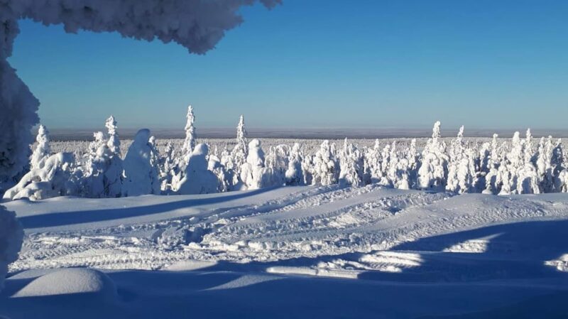 Kemi-Tornio: Snowmobile Forest Safari w/ Hot Drink & Snacks - Key Points