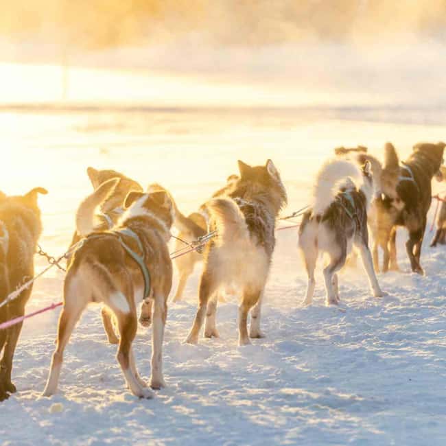 Kemijärvi: Insider Husky Self-Drive 5km Safari - Driving Your Own Sled Through Laplands Snowy Landscape