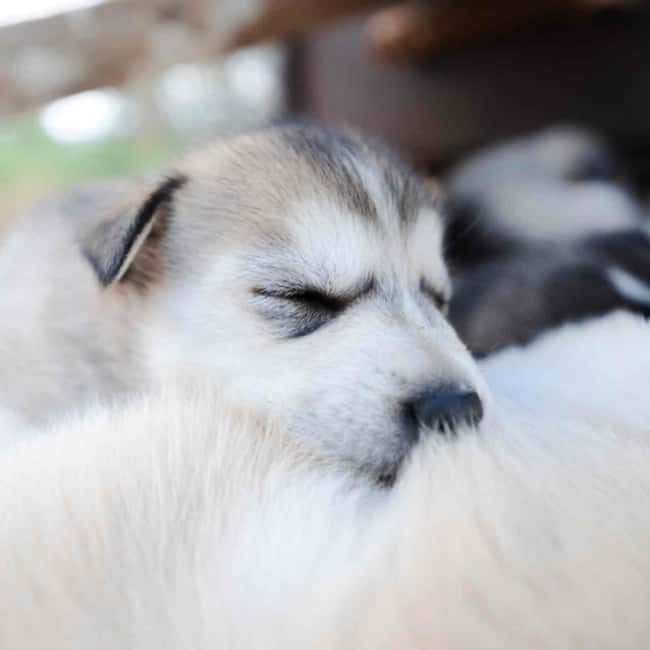 Kemijärvi: Insider Husky Self-Drive 5km Safari - Interacting with the Huskies and Their Handlers