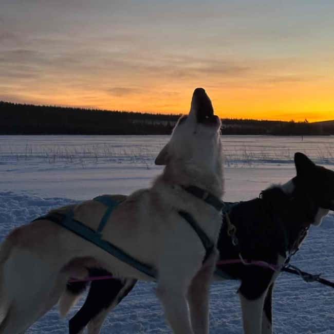 Kemijärvi: Insider Husky Self-Drive 5km Safari - Comparing with Other Kemijärvi Experiences