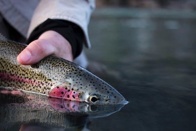 Kenai River Fishing Charter - The Kenai River: A Prime Destination for Salmon and Trout