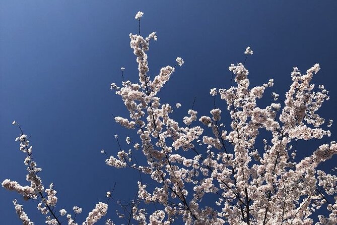 Kenwood Cherry Blossoms: Washington DC Half-Day Escape - Post-Visit Recommendations and Scenic Tips