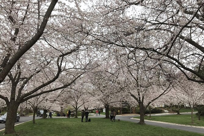Kenwood Cherry Blossoms: Washington DC Half-Day Escape - Logistics, Comfort, and Booking Details