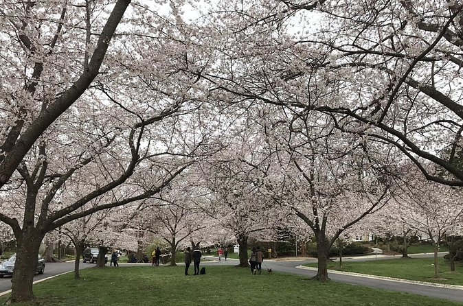 Kenwood Cherry Blossoms: Washington DC Half-Day Escape - Flexibility and Cancellation Policy