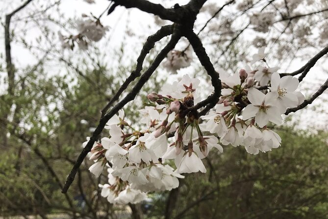 Kenwood Cherry Blossoms: Washington DC Half-Day Escape - The Distinctiveness of This Cherry Blossom Tour
