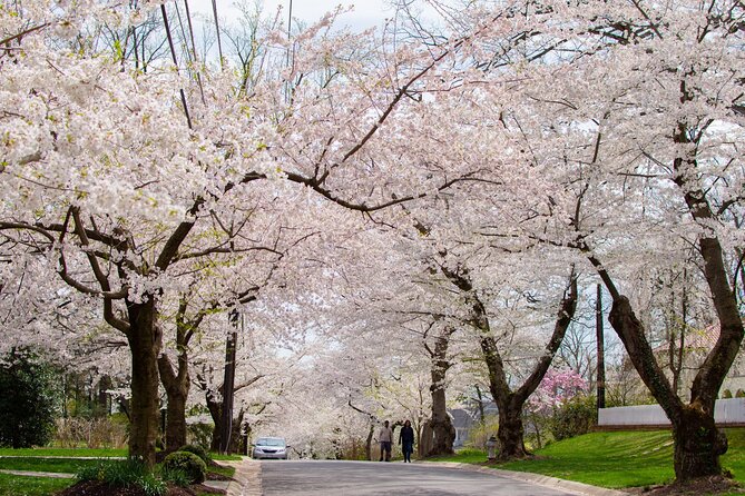 Kenwood Cherry Blossoms: Washington DC Half-Day Escape - Frequently Asked Questions
