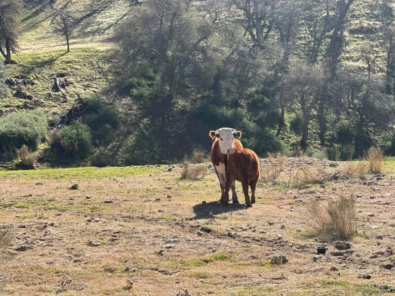 Kern County: Gold Panning Experience - The Sum Up: Is the Kern County Gold Panning Tour Worth Trying?