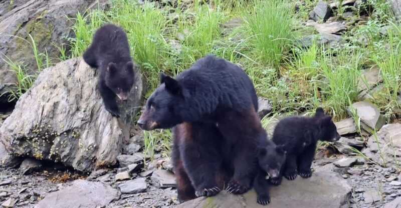 Ketchikan: Alaska Native Cultural and Scenic Shore Excursion - Journey Through the Tongass National Rainforest