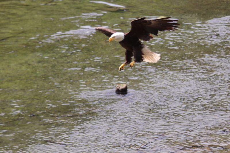 Ketchikan: Alaska Native Cultural and Scenic Shore Excursion - Meeting Point and Logistics Details